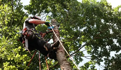 Tree Protection